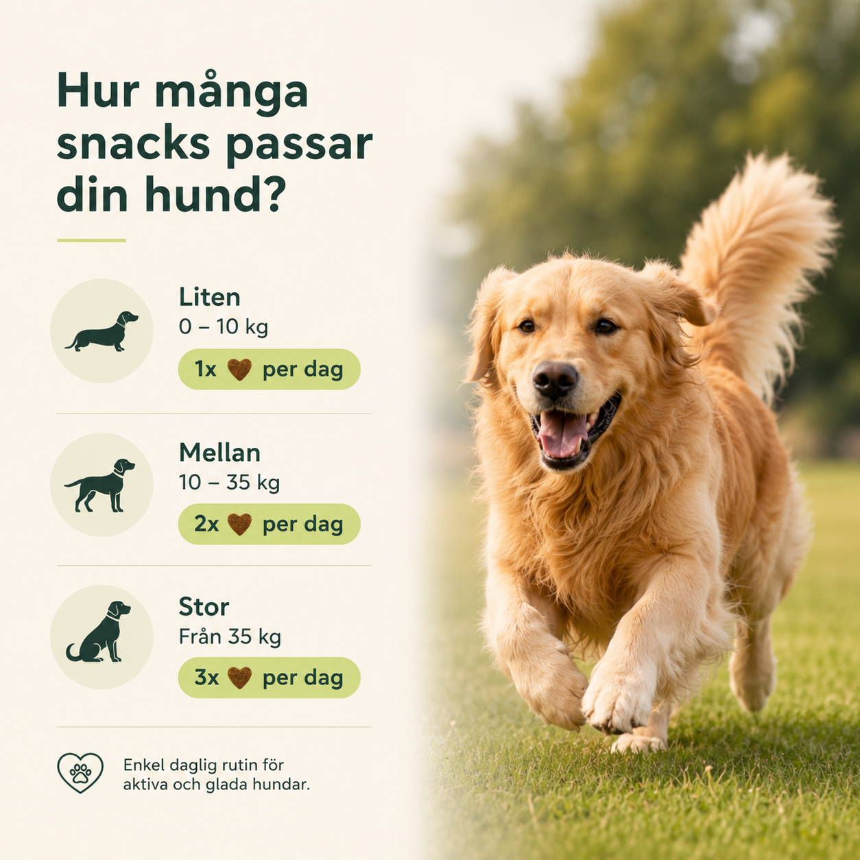 PawFlex™ | Stöd för Leder & Rörlighet hos Hundar